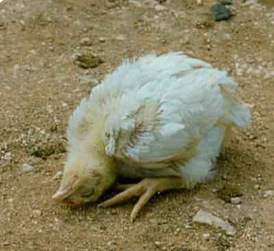 Newcastle disease