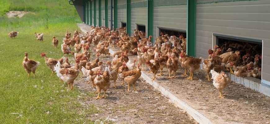 Free range system