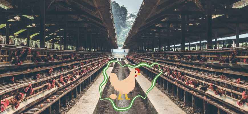 chicken farm