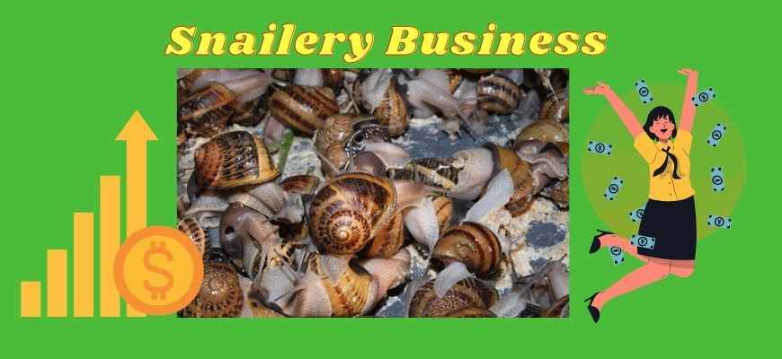 Snailery Business