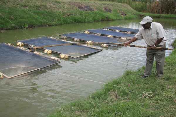 Image result for How To Start Your Own Fish Farming Business IN Nigeria