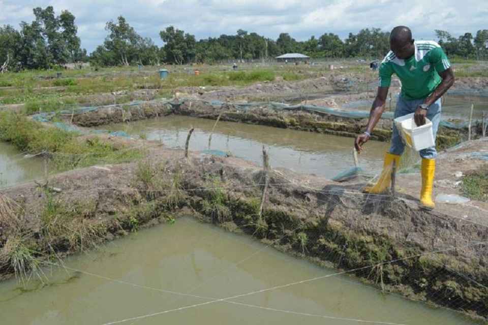 Image result for How To Start Your Own Fish Farming Business IN Nigeria