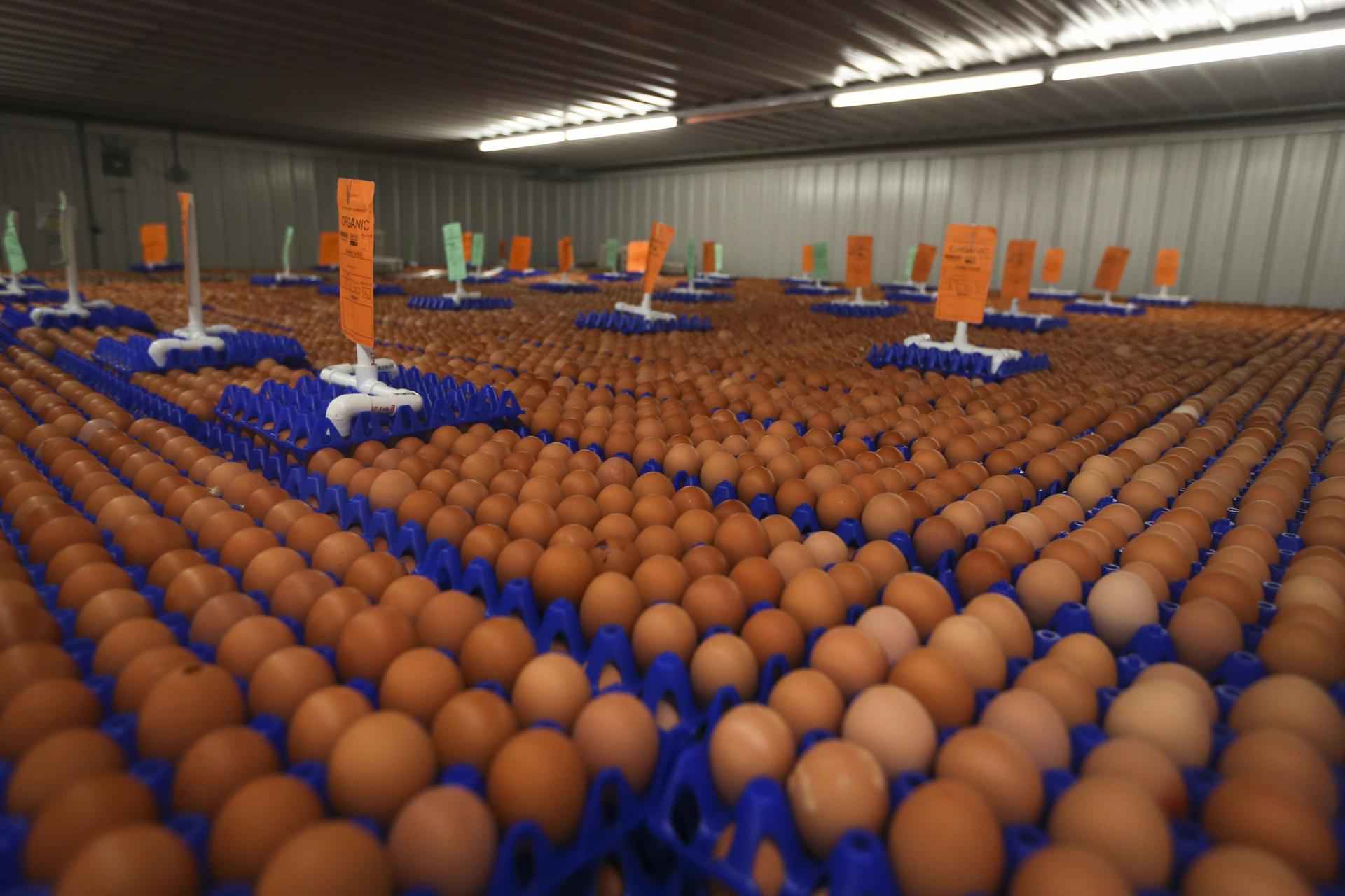 How To Start Eggs Supply Business In Nigeria