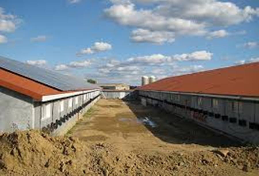 Poultry Housing, Situation, Direction and Dimension